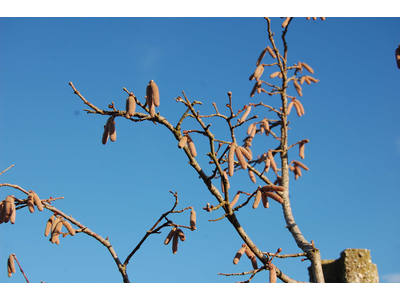 Corylus avellana