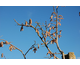 Corylus avellana