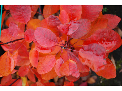 Cotinus