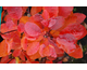 Cotinus