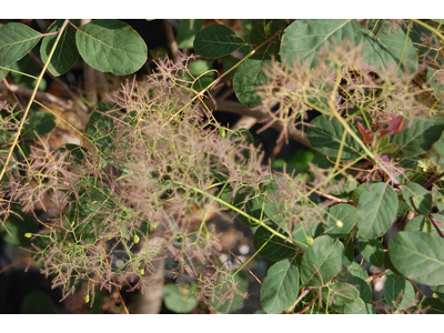 Cotinus coggygria