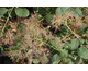 Cotinus coggygria Dusky Maiden