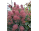 Cotinus coggygria Flamissimo