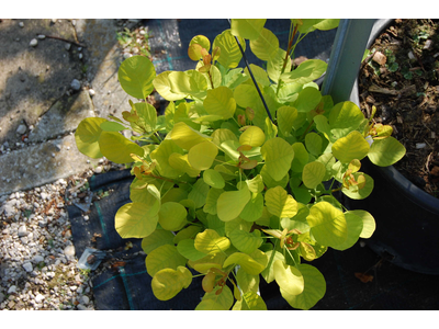 Cotinus coggygria