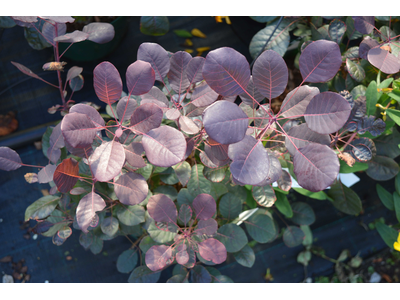 Cotinus coggygria