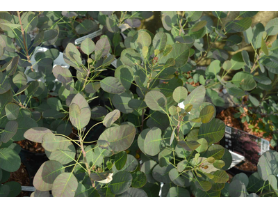 Cotinus coggygria