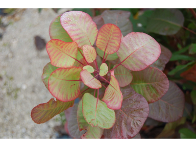 Cotinus coggygria
