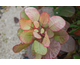 Cotinus coggygria Old Fashioned