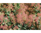 Cotinus coggygria Red Spirit