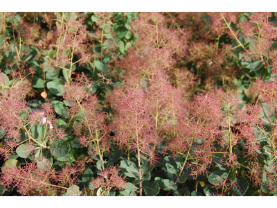 Cotinus coggygria