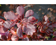 Cotinus coggygria Royal Purple