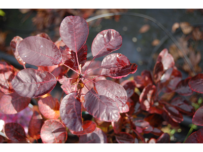 Cotinus coggygria