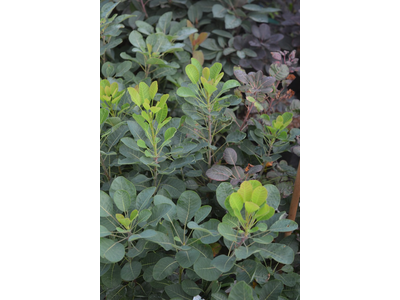 Cotinus coggygria