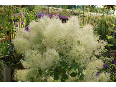 Cotinus coggygria