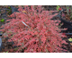 Cotoneaster adpressus