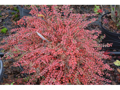 Cotoneaster adpressus