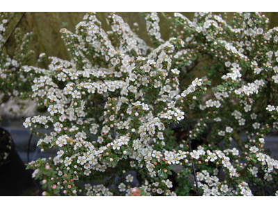 Cotoneaster conspicuus var. decorus