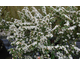 Cotoneaster conspicuus var. decorus None