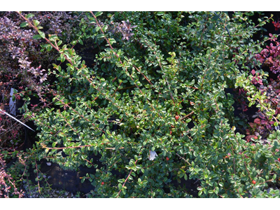 Cotoneaster dammeri