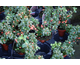 Cotoneaster suecicus Coral Beauty