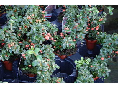 Cotoneaster suecicus