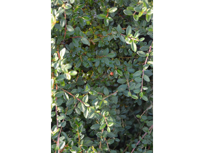 Cotoneaster dammeri