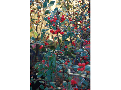 Cotoneaster franchetii 