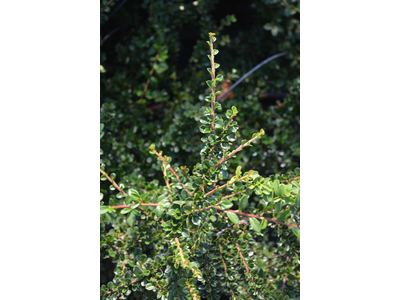 Cotoneaster horizontalis