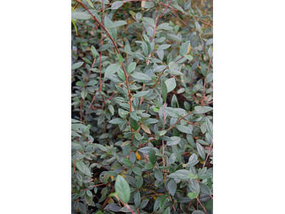 Cotoneaster lacteus