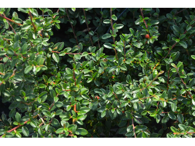 Cotoneaster suecicus