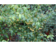 Cotoneaster watereri Rothschildianus