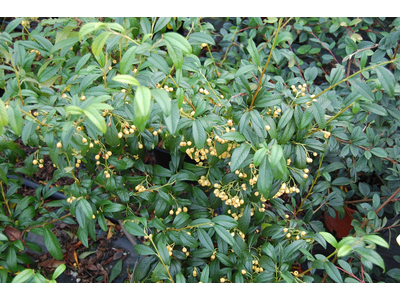 Cotoneaster watereri
