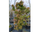 Cryptomeria japonica 
