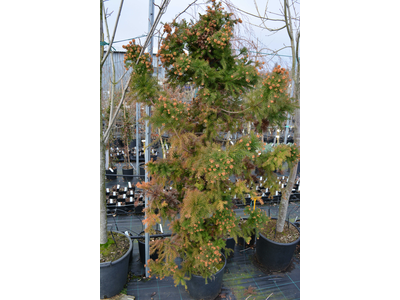 Cryptomeria japonica