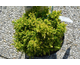 Cryptomeria japonica Twinkle Toes