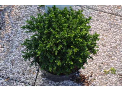 Cryptomeria japonica