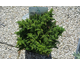 Cryptomeria japonica