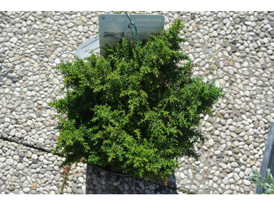 Cryptomeria japonica