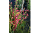 Cytisus praecox