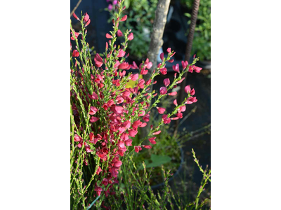 Cytisus praecox