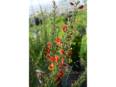 Cytisus scoparius