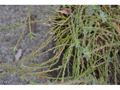 Cytisus decumbens
