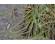 Cytisus decumbens 