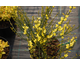 Cytisus praecox None