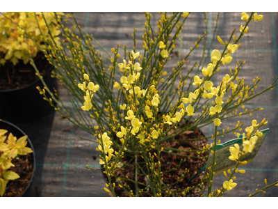 Cytisus praecox