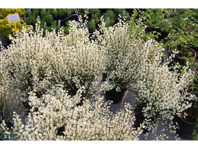 Cytisus praecox