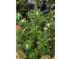Daphne transatlantica Summer Ice