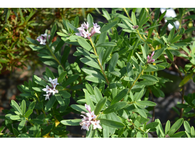 Daphne transatlantica