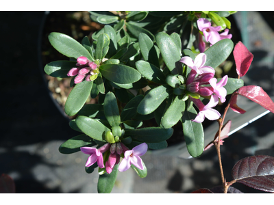 Daphne transatlantica