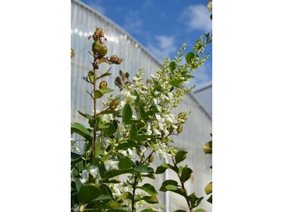 Lespedeza thunbergii (Desmodium)